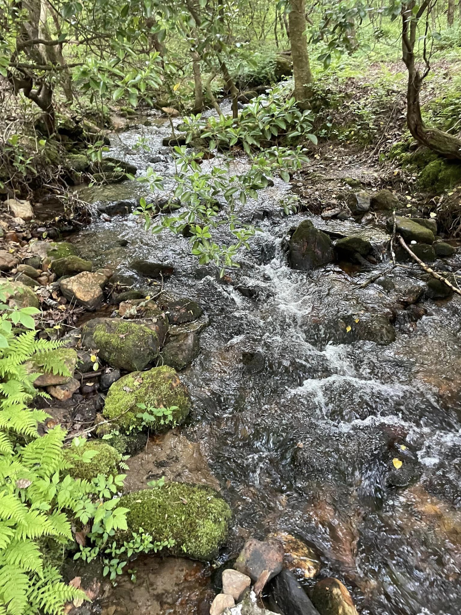 A mountain stream crossing a hiking trail near Misty Mountain