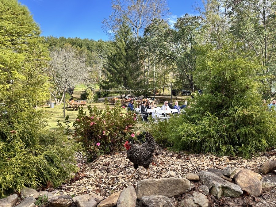A chicken roaming free on the Misty Mountain grounds